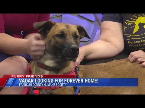 Furry Friends - Meet Vadar - YouTube