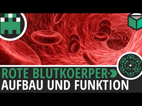 Rote Blutkörperchen Aufbau und Funktion einfach erklärt│Biologie Lernvideo [Learning Level Up]