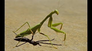 Praying mantis vs honey bees. Big fight.