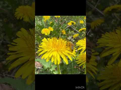 ミツバチの好きな花のリスト: 花粉媒介者を引き寄せる 20 以上の蜂蜜植物!  庭園