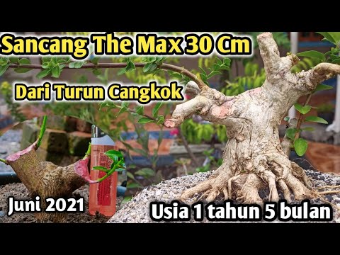 Cara Membuat Bonsai Sancang Dari Nol mame The max 30 cm Berkarakter @ZukaZukaBonsai