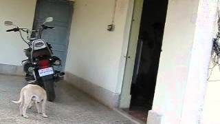 Sirmour Reva MadhyaPradesh  Hydro Electric plant Yr 2013 #askdushyant