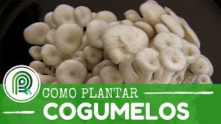 Miniatura do vídeo