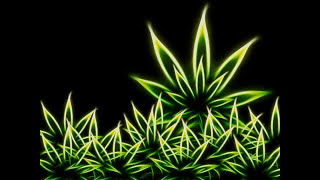 RastaBenji-Legales Marijuana
