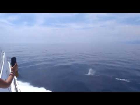 Delphine vor Genua - Whale watching Genoa 2