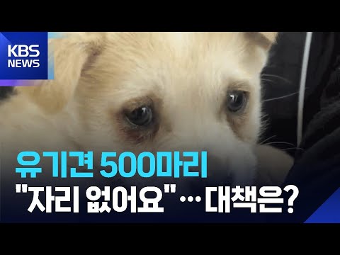 창원시 버려진 강아지들이 너무 많아서 큰일이에요