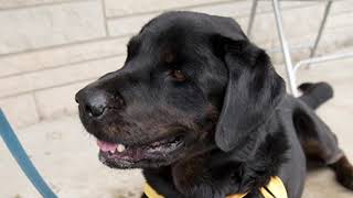 Diesel the Black Lab and Rottweiler Mix