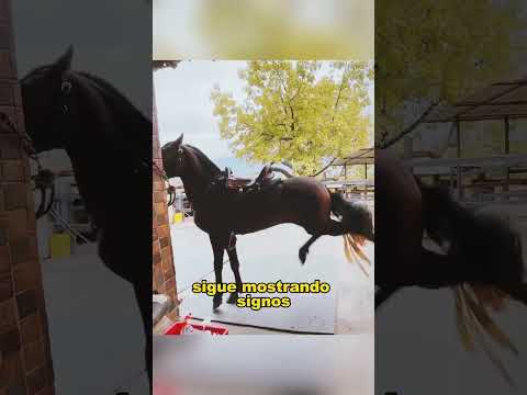 Training a temperamental horse.#animals #fyp  #Friendship #Us