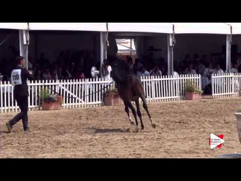 N.110 MARIUS MADONNA K.A. - Menton 2015 - Colts 2 years old (Class 7)