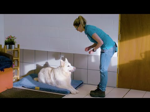 Teach your Dog a "Bed" Command | The Battersea Way