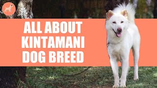 Kintamani: Complete Guide to This Native Indonesian Dog Breed