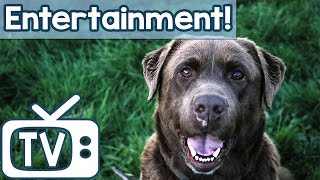 Animal Entertainment TV for Dogs! Hours of Sheep &amp; Horse Footage for Dogs to Relax and Chill Out To!