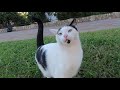 Cute Cat With A Pink Nose Purring And Kneading For Love And Food