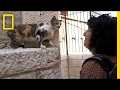 Holy Cats Jerusalem S Strays And Their Unsung Guardian National Geographic