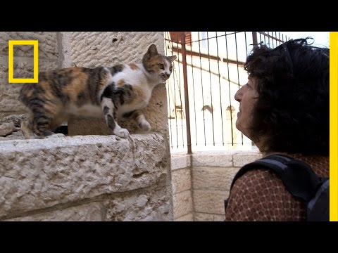 Holy Cats! Jerusalem's Strays and Their Unsung Guardian | National Geographic