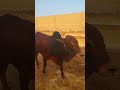 Don't forget to say Mashallah and also Subscribe Our Chenal #Laal Badshah #skcattlefever