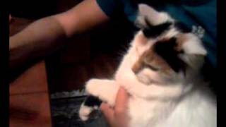 Zula: food warrior princess