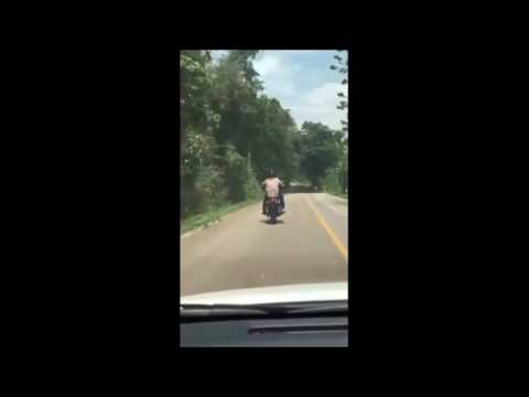 Wąż skacze na jadącego motocyklistę