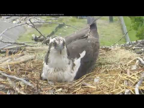 Hellgate ospreys 6.10.16 515pm The eggs