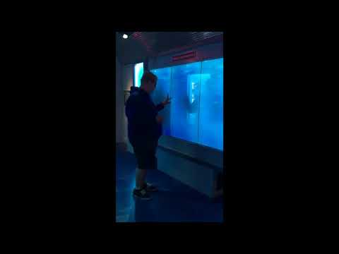 Man Scared by 'Shark' in Washington DC Museum