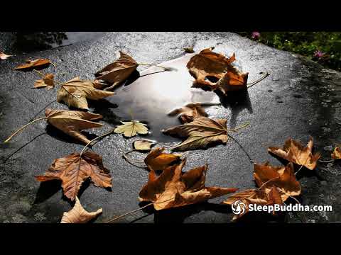 Rain on Leaves on a Forest Road in Autumn - 10 Hours Video with Sounds for Relaxation and Sleep