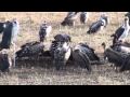 Kenya Safari Part 2