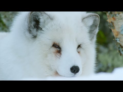 Arctic Fox Hunts With Its Ears | Snow Animals | BBC Earth