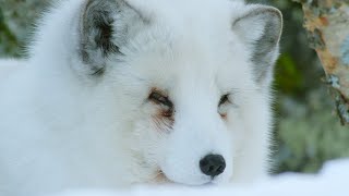 Arctic Fox Hunts With Its Ears | Natural World: Snow Animals | BBC Earth