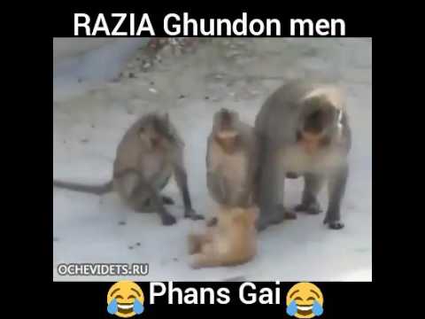 Razia Gundon Main Phas Gaye ...