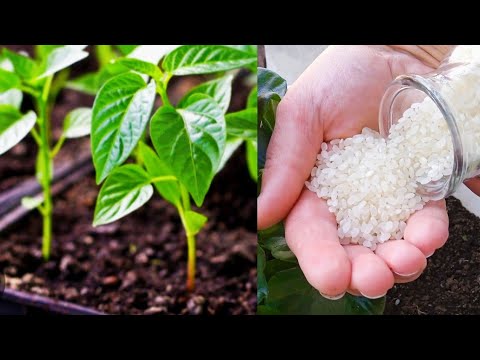 MUST TRY IT! Seedlings grow quickly and productively, without stretching! Even old seeds germinate