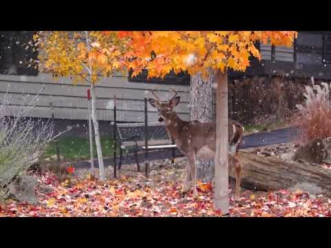11-03-2022 Rapid City, SD - Slow-Mo First Snowfall and Fall Scenery