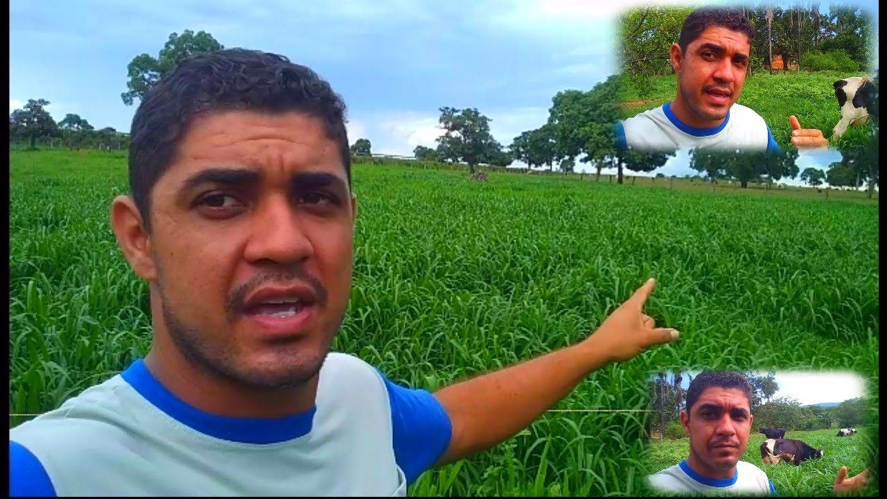 Quais as vantagens e desvantagens do capim Mombaça 🤔???