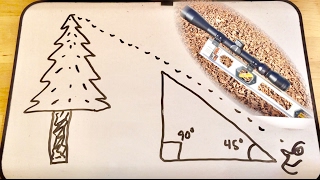 How to measure the height of a tree