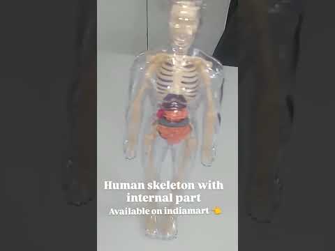 Human Skeleton WITH INTERNAL PARTS