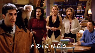 Ross Brings Home Marcel the Monkey | Friends