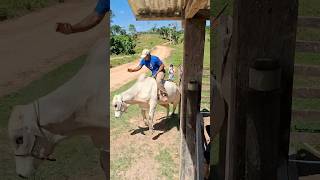 Cavuca na Rozeta Nelorão 🐂