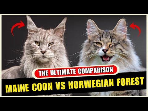 Maine Coon Vs Norwegian Forest Cat Differences - Which Breed Is Better?