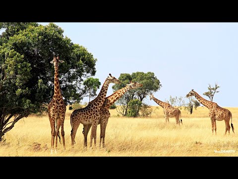 LIVE at the waterhole - 22 January 2026