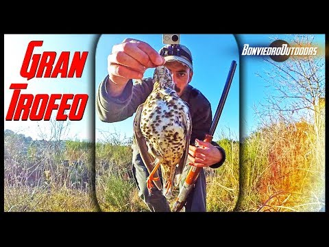 ZORZALES al paso con Braco Aleman ¡TROFEO!