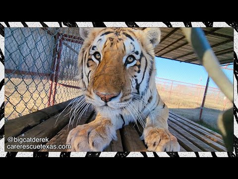 **moos dramatically** | CHATTIEST Moments January 2023