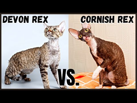 Devon Rex Cat VS. Cornish Rex Cat