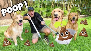 POOP SCOOPING FOR MY THREE BIG DOGS ! WHAT HAPPENS ?!