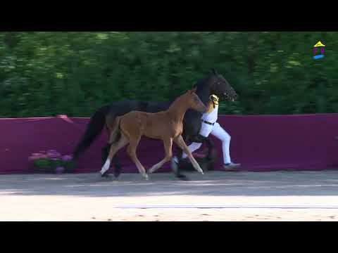 47 Viva la Vida v. Vitalis - Scolari