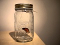 Butterfly in a Bottle 