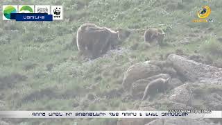 Գորշ արջն իր քոթոթների հետ դուրս է եկել զբոսանքի