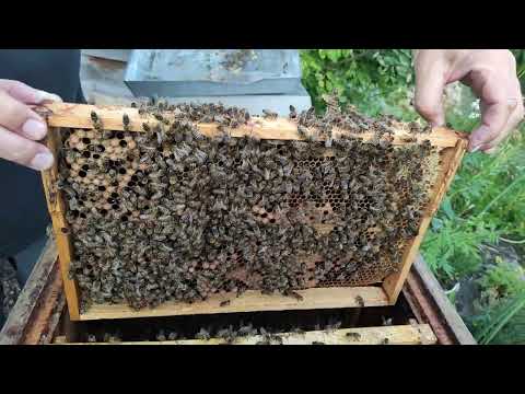 Ableger mit Apidea beweiseln