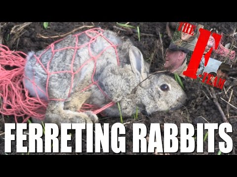 Ferreting Rabbits – it’s the F-Team