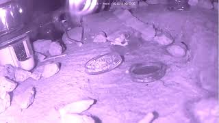 🔴 Ants at Work - Arena - Day 2120, Messor Barbarus Ants Live Webcam, Ant Farm in Hamburg, Germany