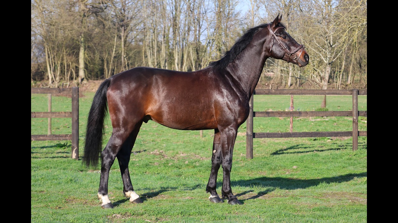 GK Quintus (Q-OXFORED QUALITY x LERONA) video 1