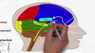 Your Brain on Stress and Anxiety